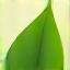 Feuille verte engagement écologique